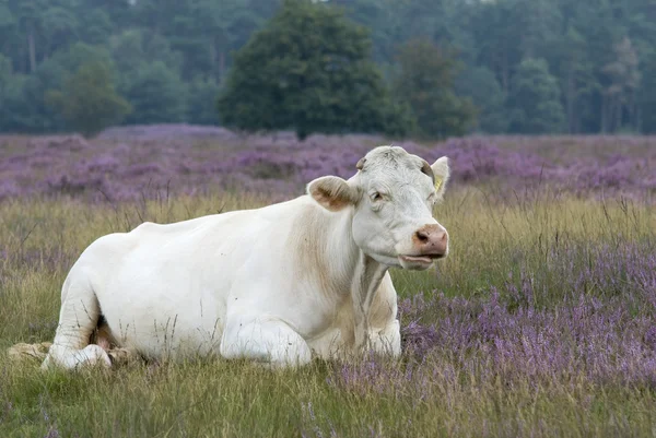 Bílá kráva v krajině — Stock fotografie