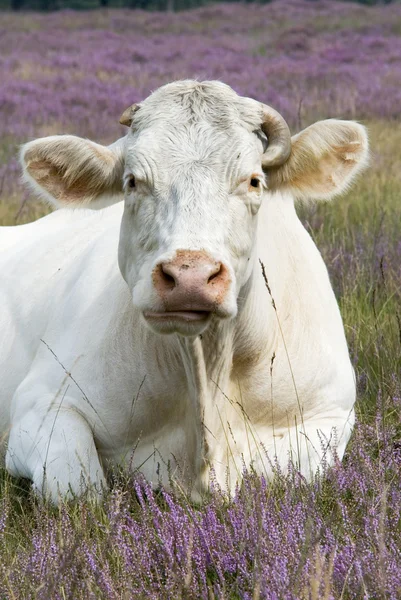 Kráva fialová krajiny — Stock fotografie