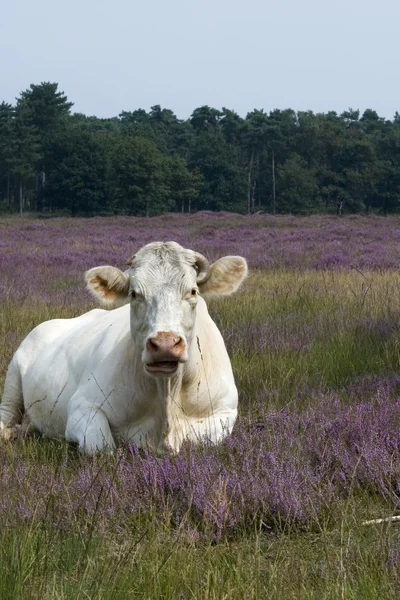 Kráva v vřesoviště — Stock fotografie