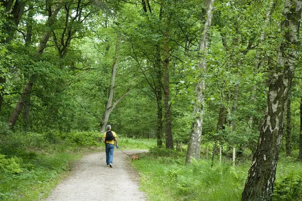 stock image Walking the dog