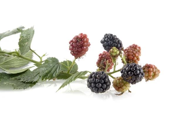 成熟和未成熟的黑莓 — 图库照片