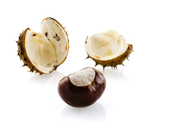 stock image Chestnut