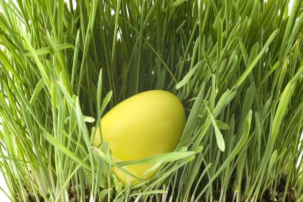 Жовте пасхальне яйце — стокове фото