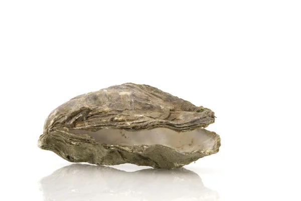 Порожній oyster — стокове фото