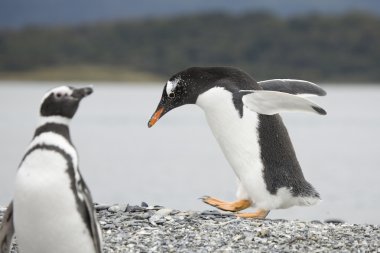 Walking pinguin clipart