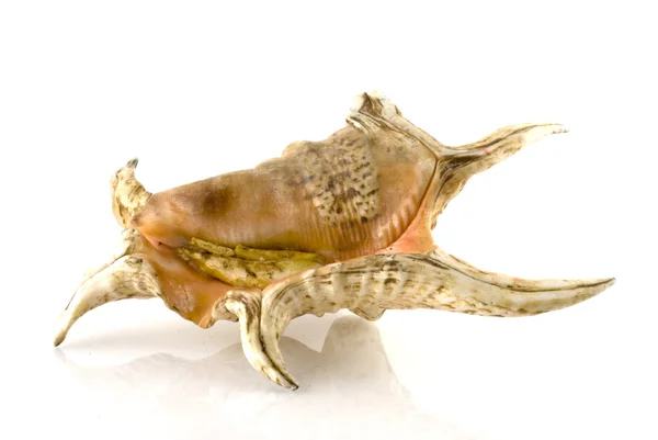 Havet-shell — Stockfoto