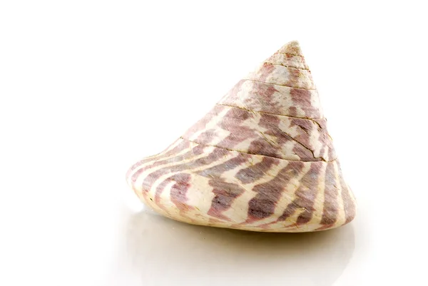 Sea-shell — Stock Photo, Image