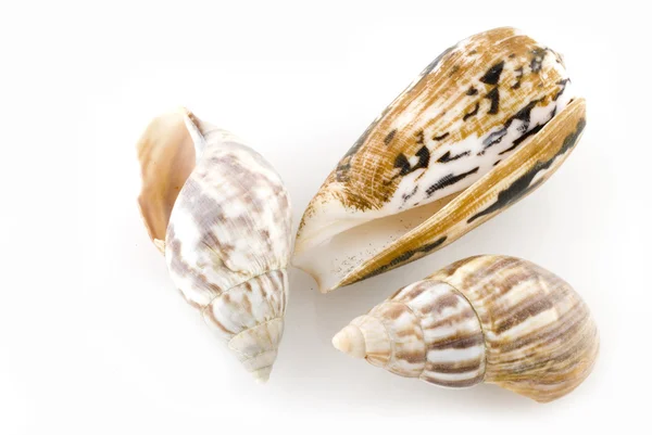 Sea-shells — Stock Photo, Image