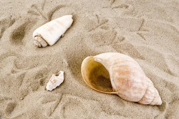 Shells with footprints — Stock Photo, Image