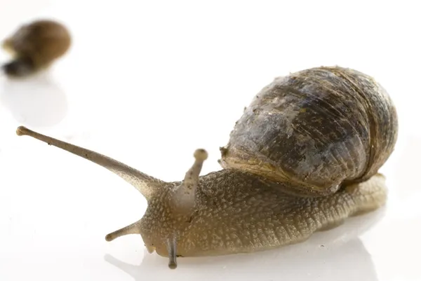Slow snail — Stock Photo, Image
