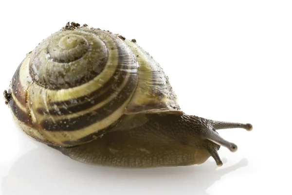 Spiraled snail — Stock Photo, Image