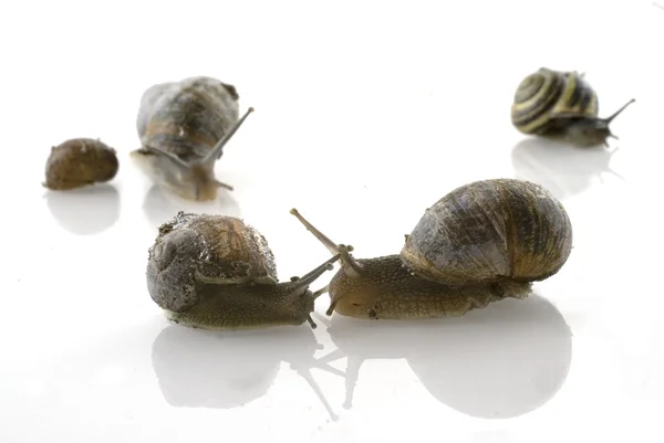 Love by a snail — Stock Photo, Image