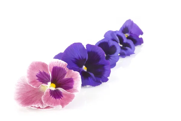 Guirnalda de violetas — Foto de Stock
