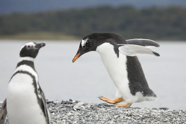 Ходячий пингвин — стоковое фото