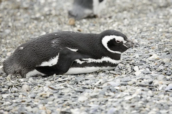 Pingouin endormi — Photo
