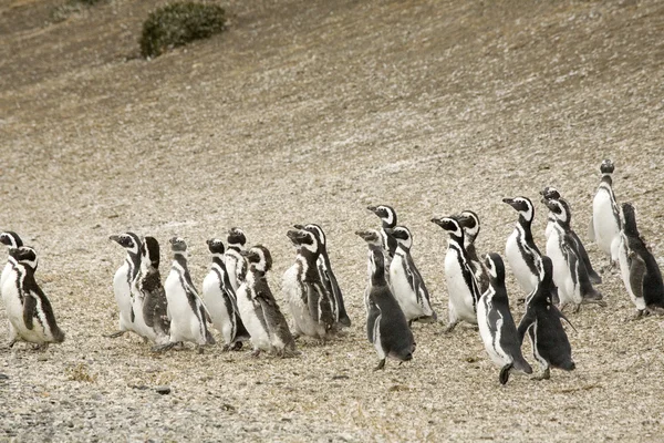 Chodící tučňáci — Stock fotografie