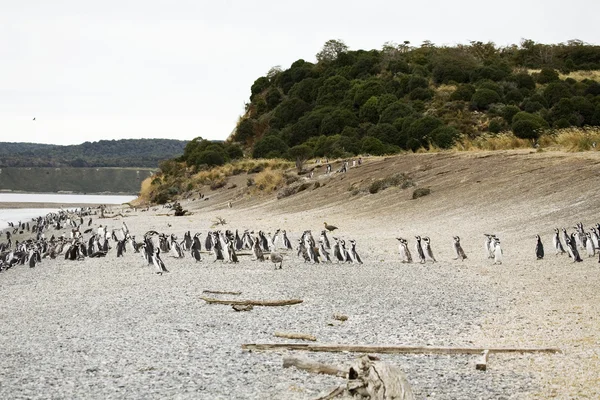 Pinguins em Argentina — Fotografia de Stock