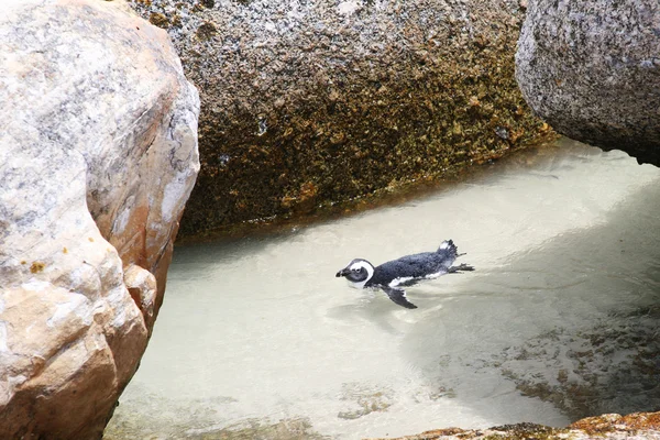 Pinguino nuotatore — Foto Stock