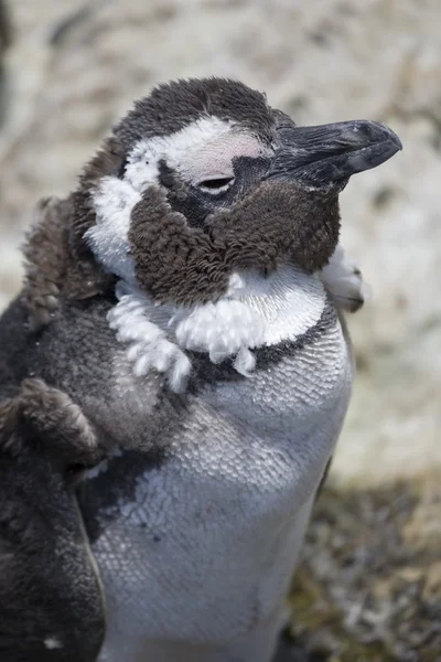 Stock image Young Penguin