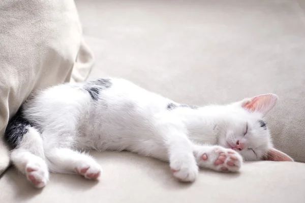 stock image White kitten is sleeping