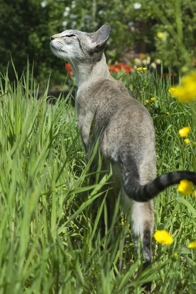 샴 고양이 — 스톡 사진