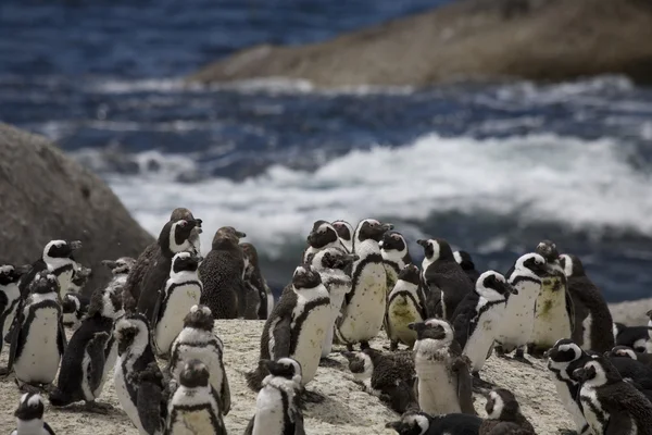 Pingviner Stockfoto