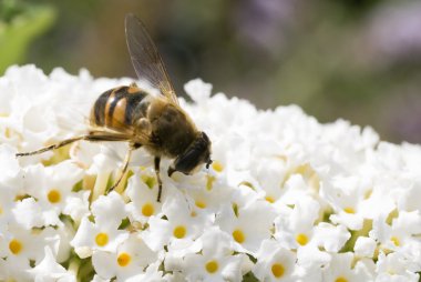 bir buddleja üstünde arı