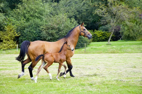 stock image Horse with foal