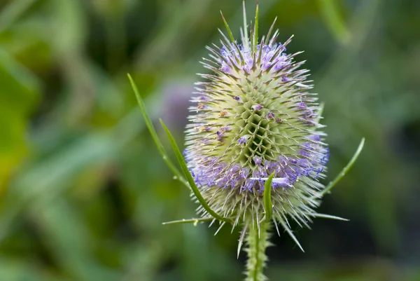 Lila tistel utomhus — Stockfoto