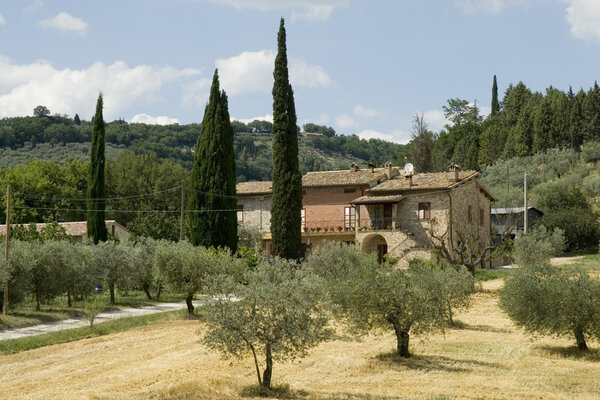 Traditional italian house with cypres and olive orchard
