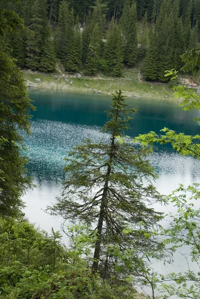 Хвойные деревья перед голубым озером — стоковое фото
