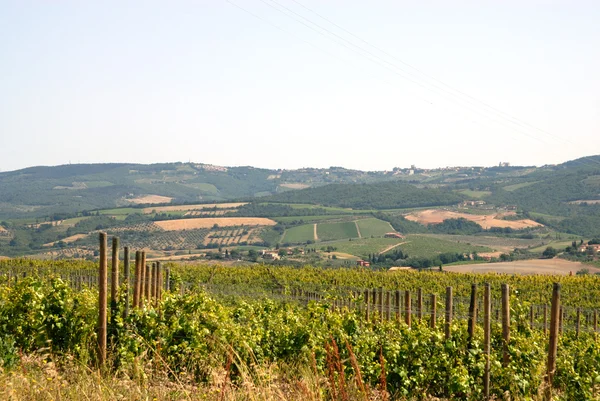 Vineyard in Chianti — Stock Photo, Image
