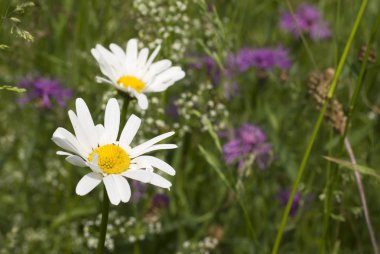 Wild flowers with daisy clipart