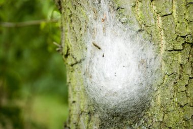 Oak keseböceği