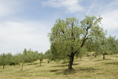 Zeytin Bahçesizafer yeşil yol levhası