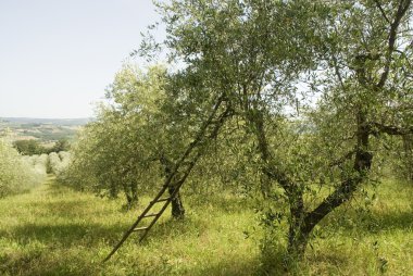 Olive harvest clipart
