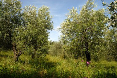 Zeytin Bahçesizafer yeşil yol levhası