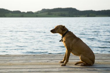 oturma köpek