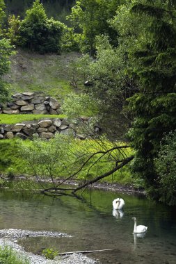 Swans in a landscape clipart