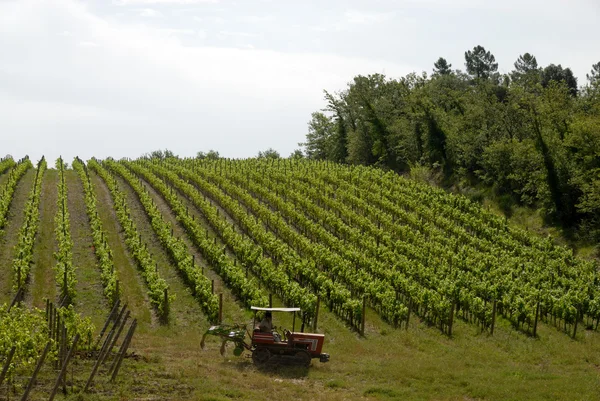 Kebun anggur di Chianti — Stok Foto