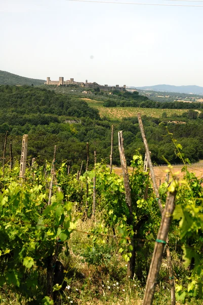 Vineyard in Chianti — Stock Photo, Image