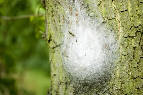 Oak keseböceği — Stok fotoğraf