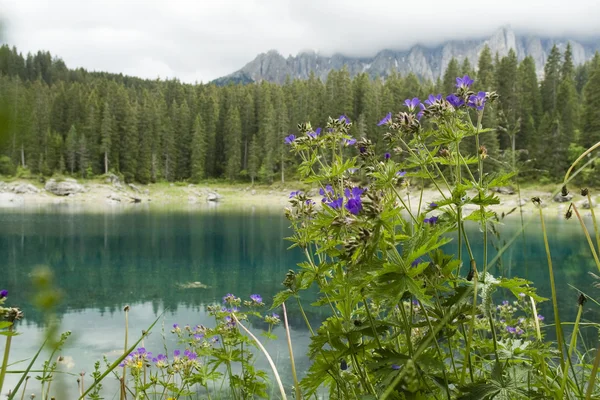 Gerânio por lago nas montanhas — Fotografia de Stock