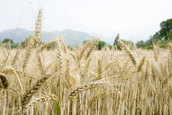 Grain as ingredient — Stock Photo, Image