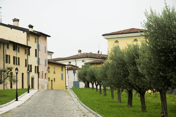 Traditional Italian village with Olive-trees in a row