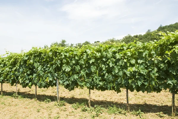 Kebun anggur — Stok Foto