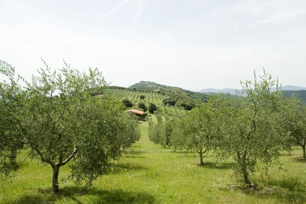 Italienischer Olivenhain — Stockfoto