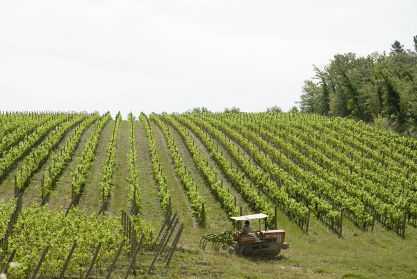 Italian vineyard with farmer — Stock Photo, Image
