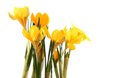 Yellow Crocus clipart