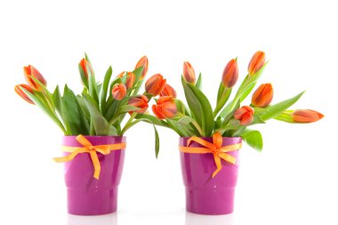 Orange tulips clipart